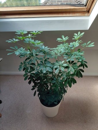 An Umbrella Tree
