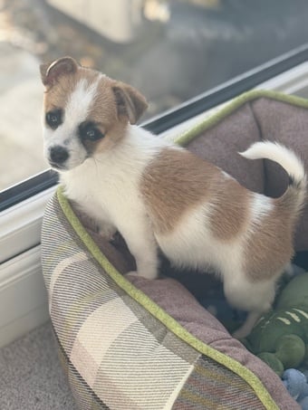 11 week Pomeranian cross jack russel puppy for sale 