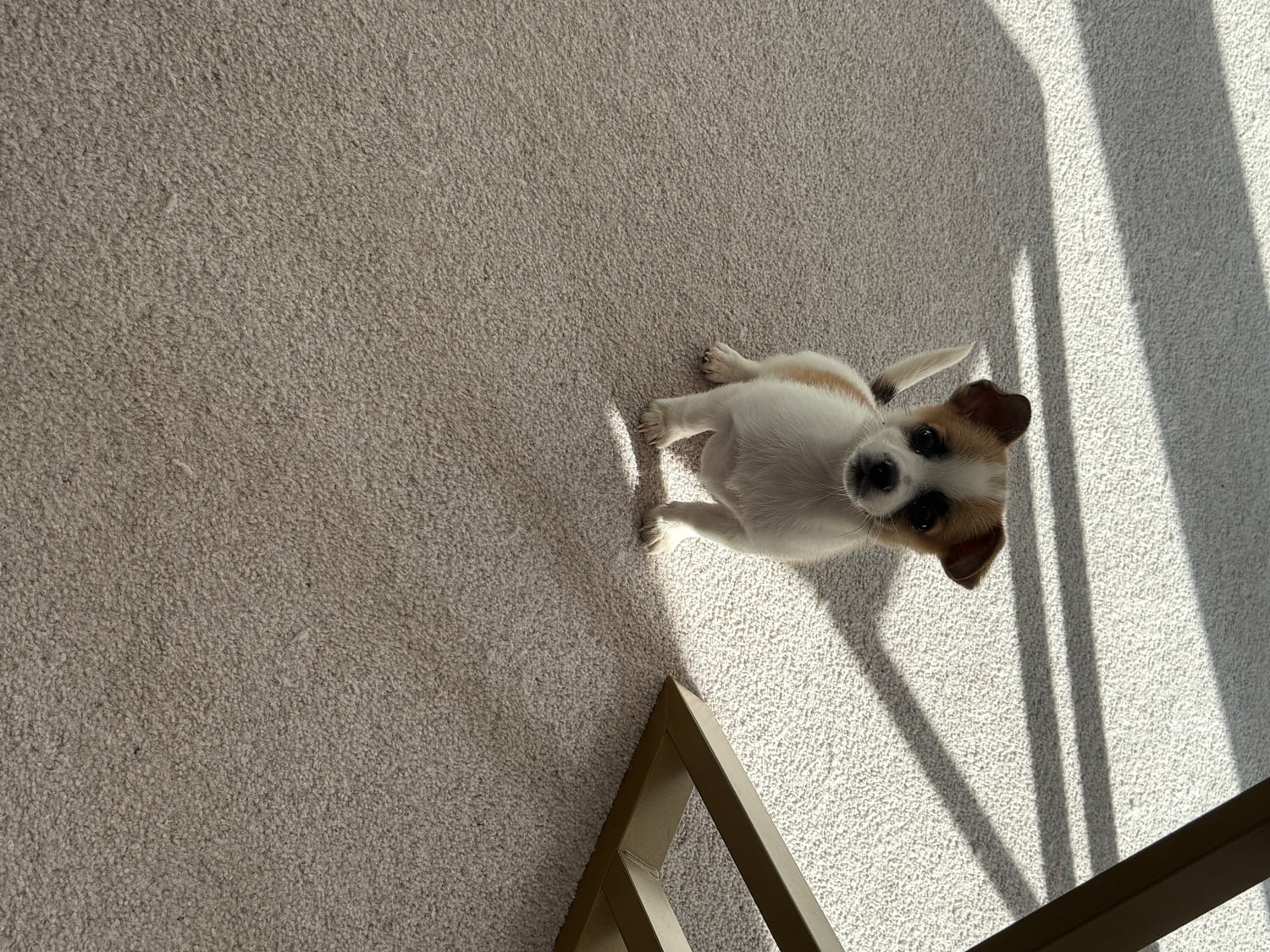 11 week Pomeranian cross jack russel puppy for sale 