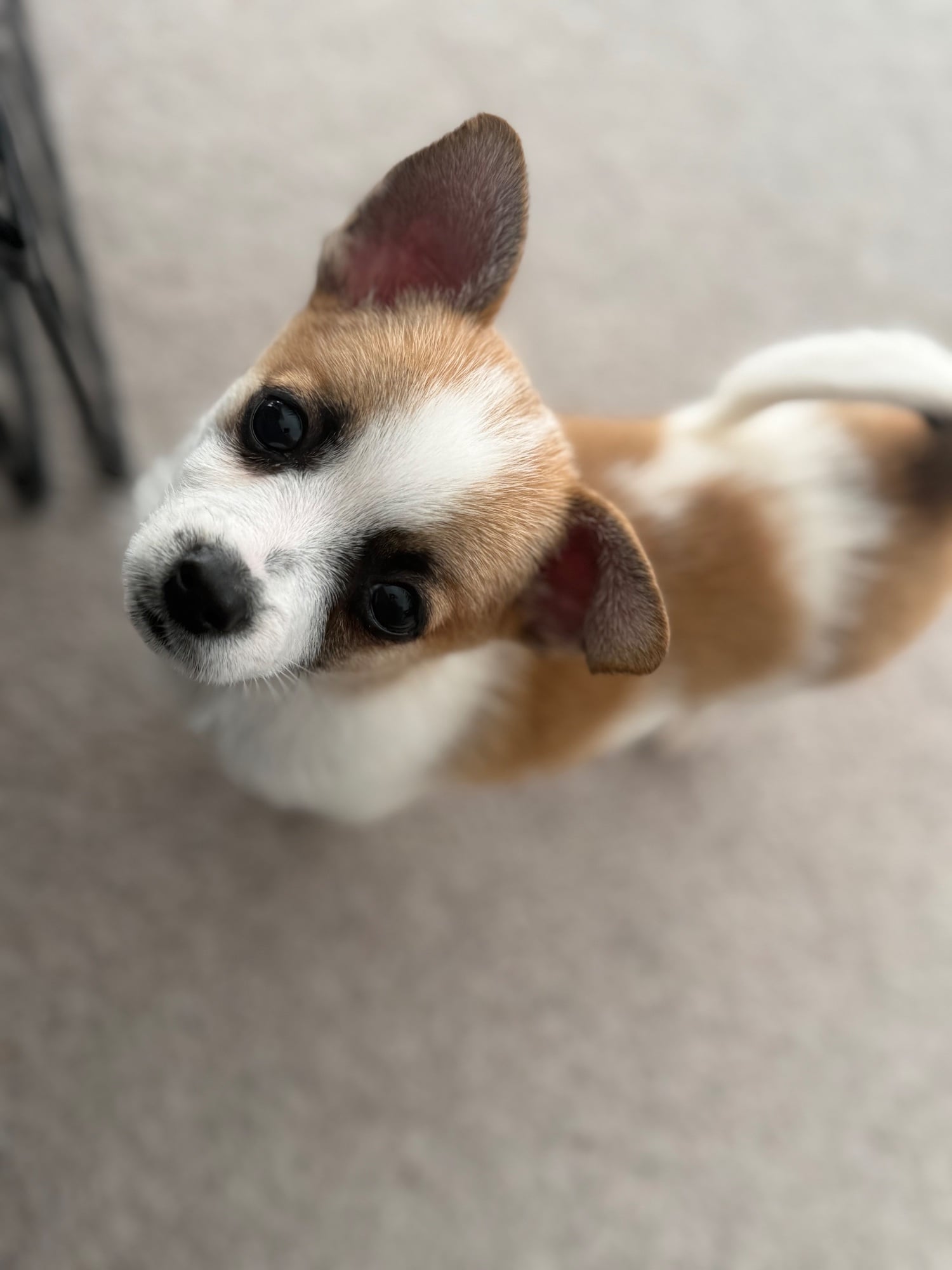 Hastings 11 week Pomeranian cross jack russel puppy for sale 