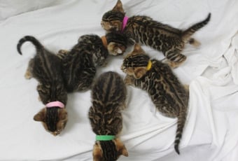 Gorgeous Kittens ready to go to loving home
