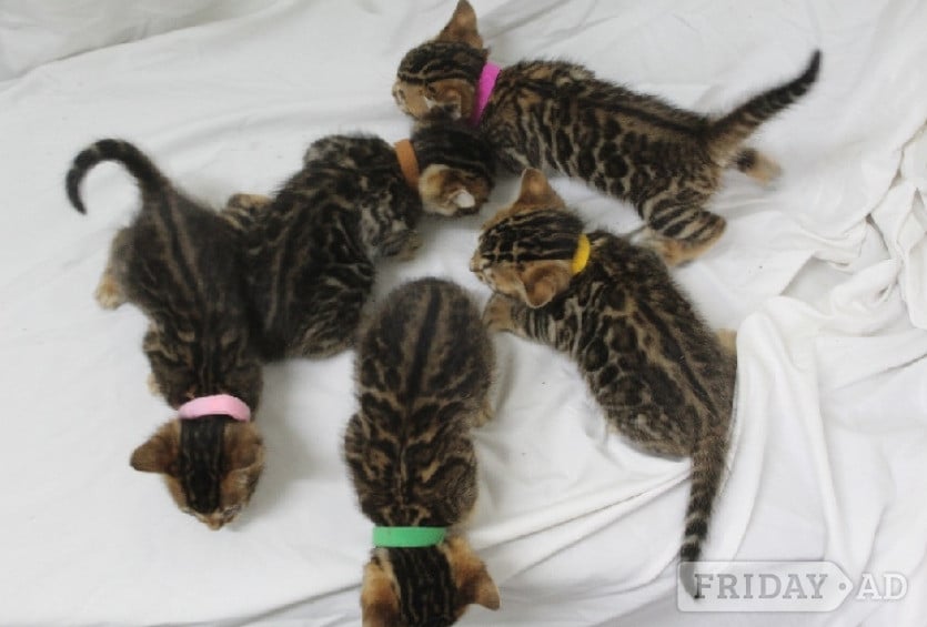 Gorgeous Kittens ready to go to loving home in Bampton