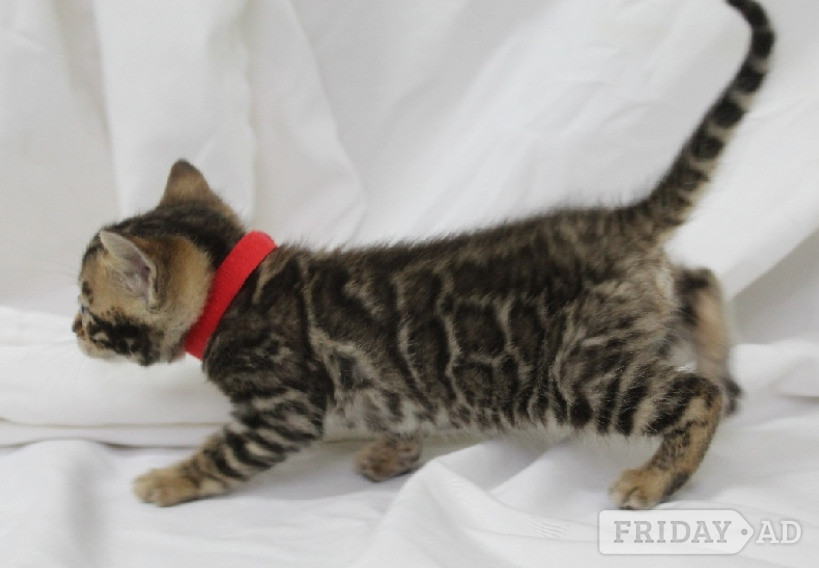 Bampton Gorgeous Kittens ready to go to loving home