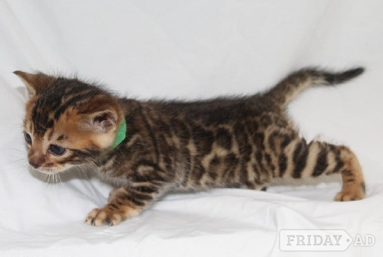 Gorgeous Kittens ready to go to loving home - Cats & Kittens in Bampton