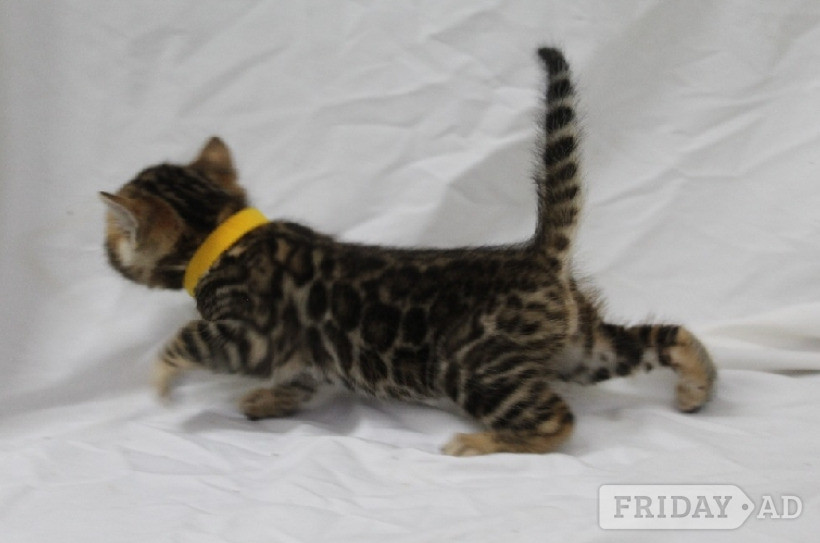 Gorgeous Kittens ready to go to loving home - Cats & Kittens