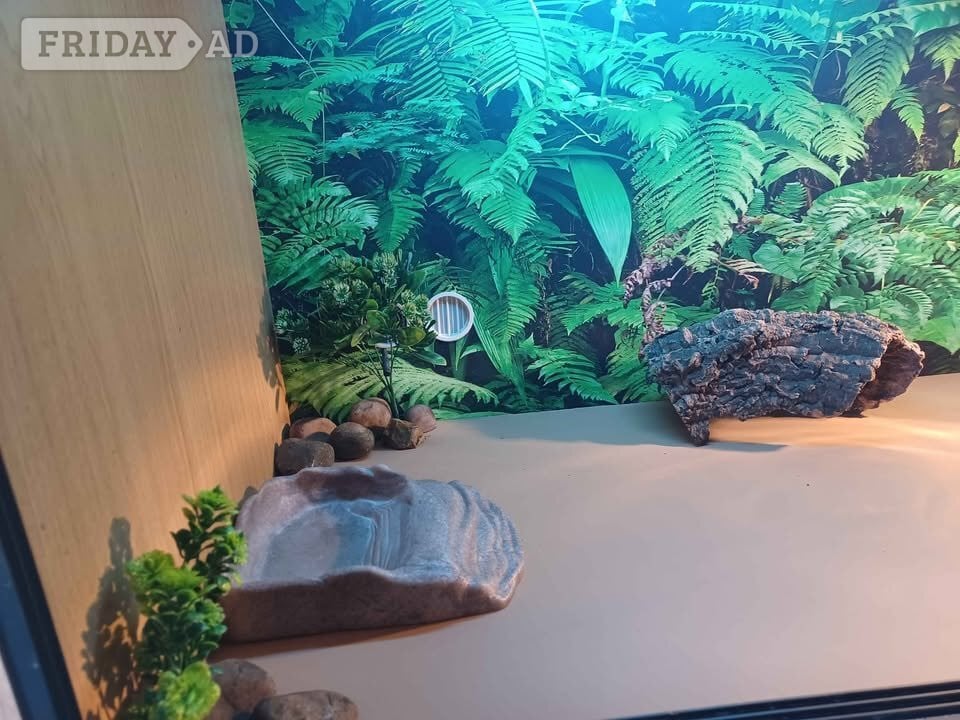 Gillingham Vivarium LARGE 4ft x 2ft x 2ft with electrics