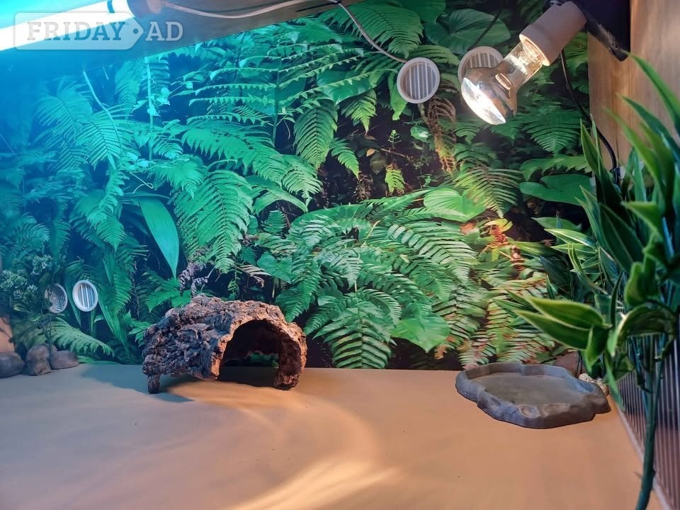 Vivarium LARGE 4ft x 2ft x 2ft with electrics - Pet Accessories & Supplies in Gillingham