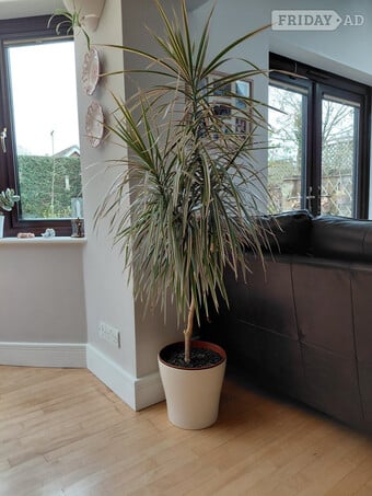 Dragon Tree Houseplant