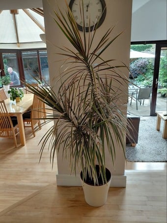 Dragon Tree Houseplant