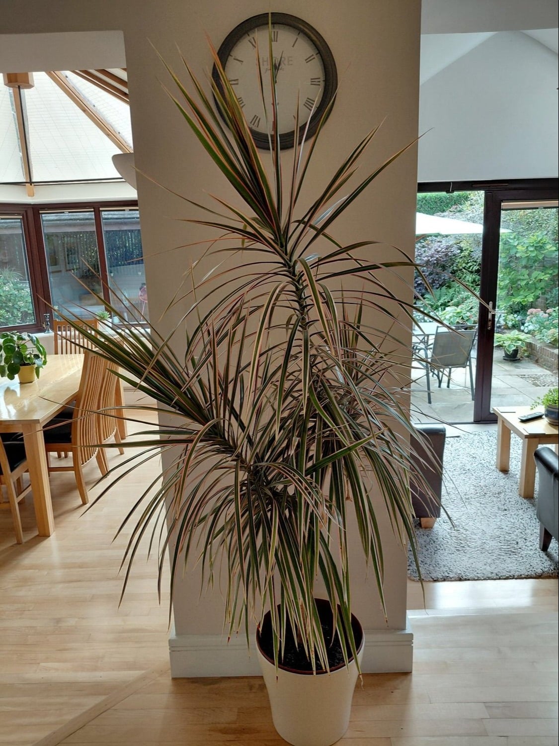 Dragon Tree Houseplant