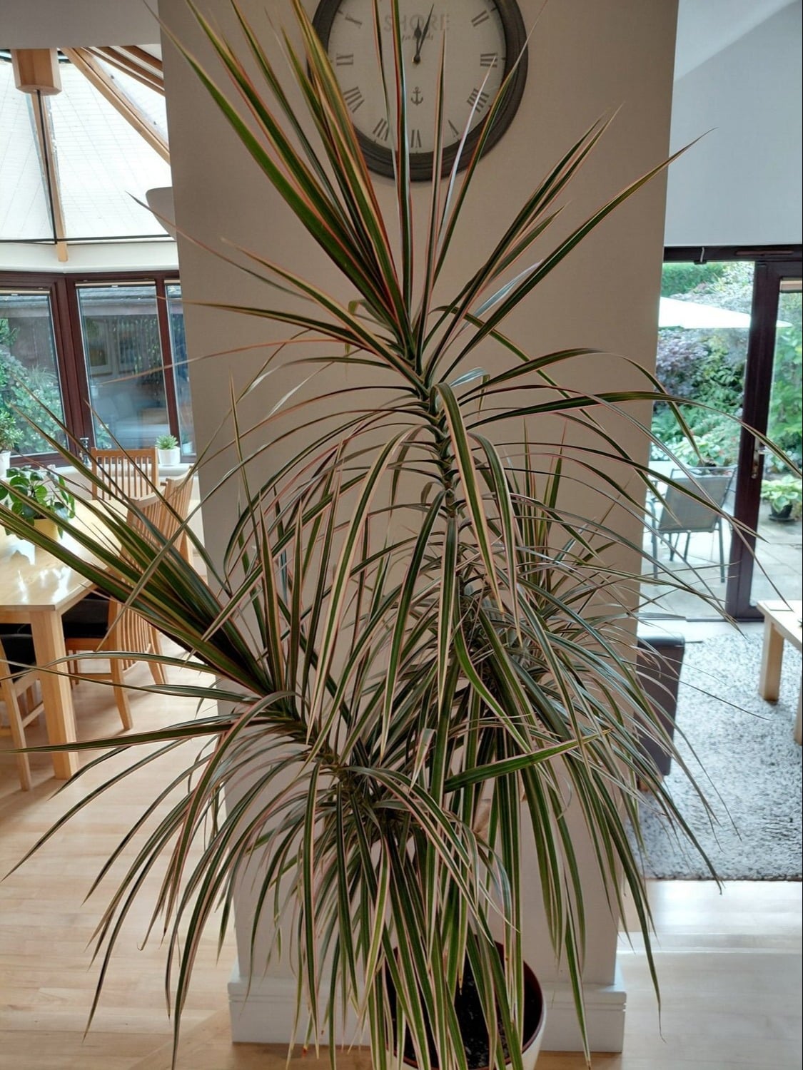 Winchester Dragon Tree Houseplant