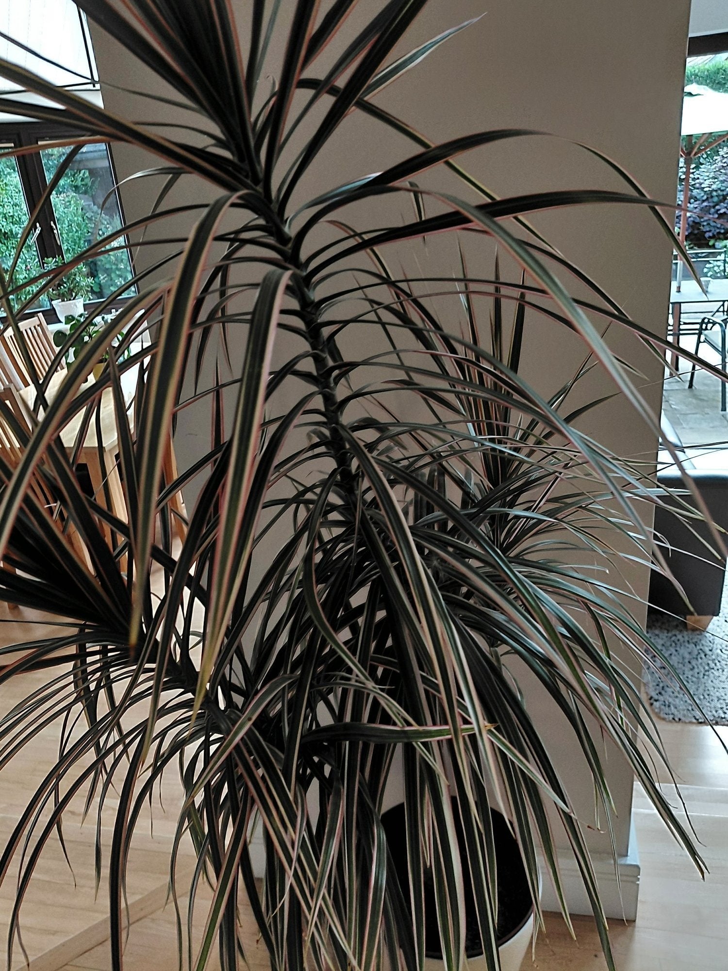 Dragon Tree Houseplant - Garden in Winchester