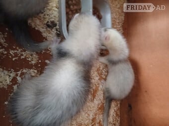 Baby Ferrets 13 weeks old 