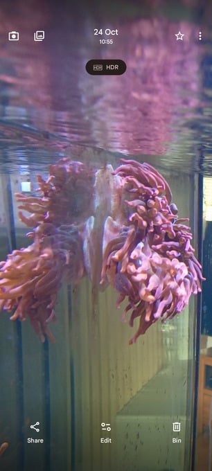 Red Bubble Tip Anemone