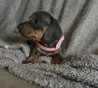 Gorgeous miniature sausages❤️