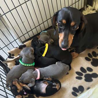 Gorgeous miniature sausages❤️