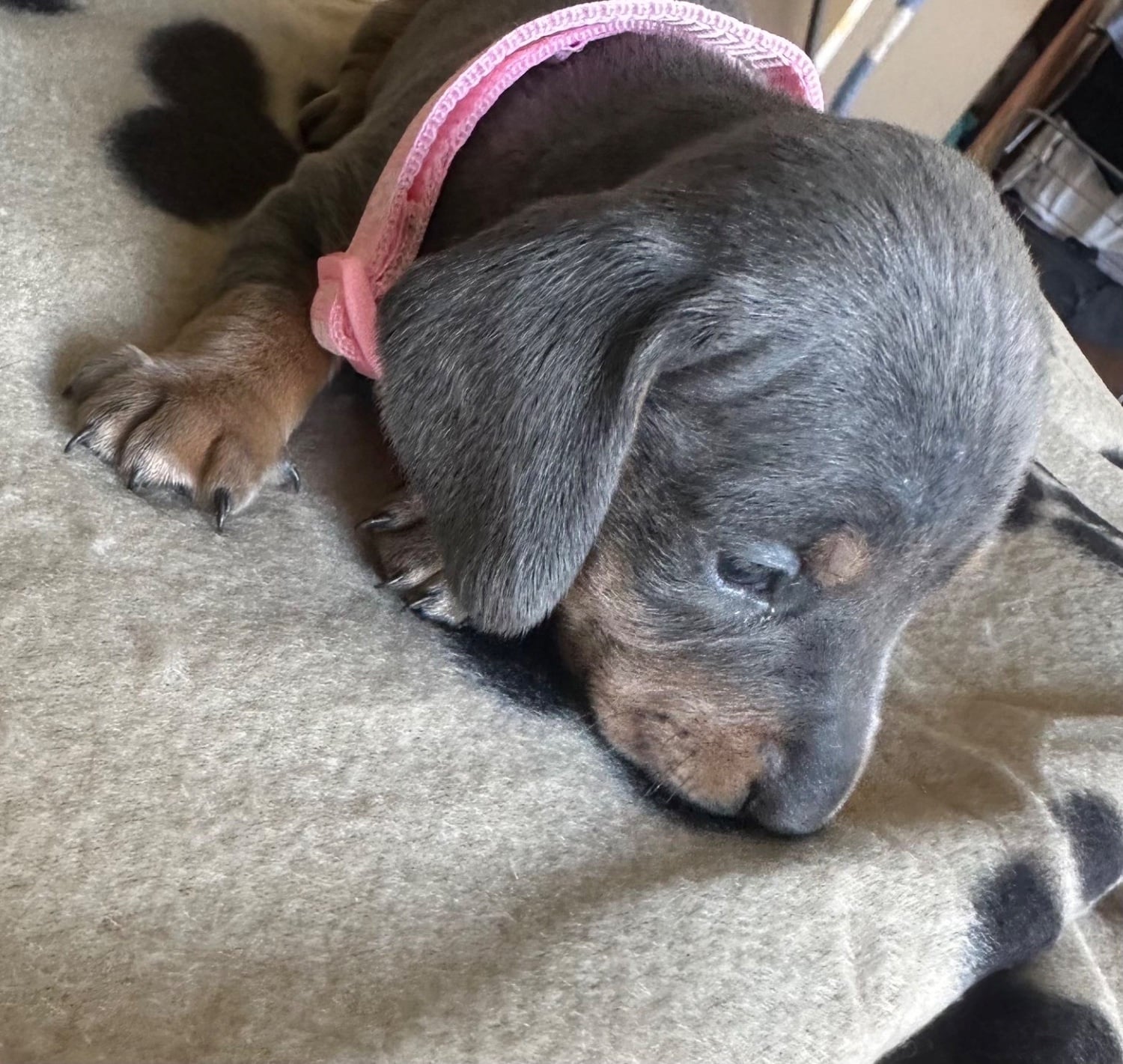 Gorgeous miniature sausages❤️