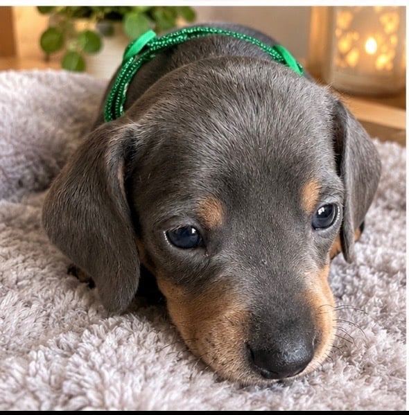 Gorgeous miniature sausages❤️ - Dogs & Puppies in Ashford