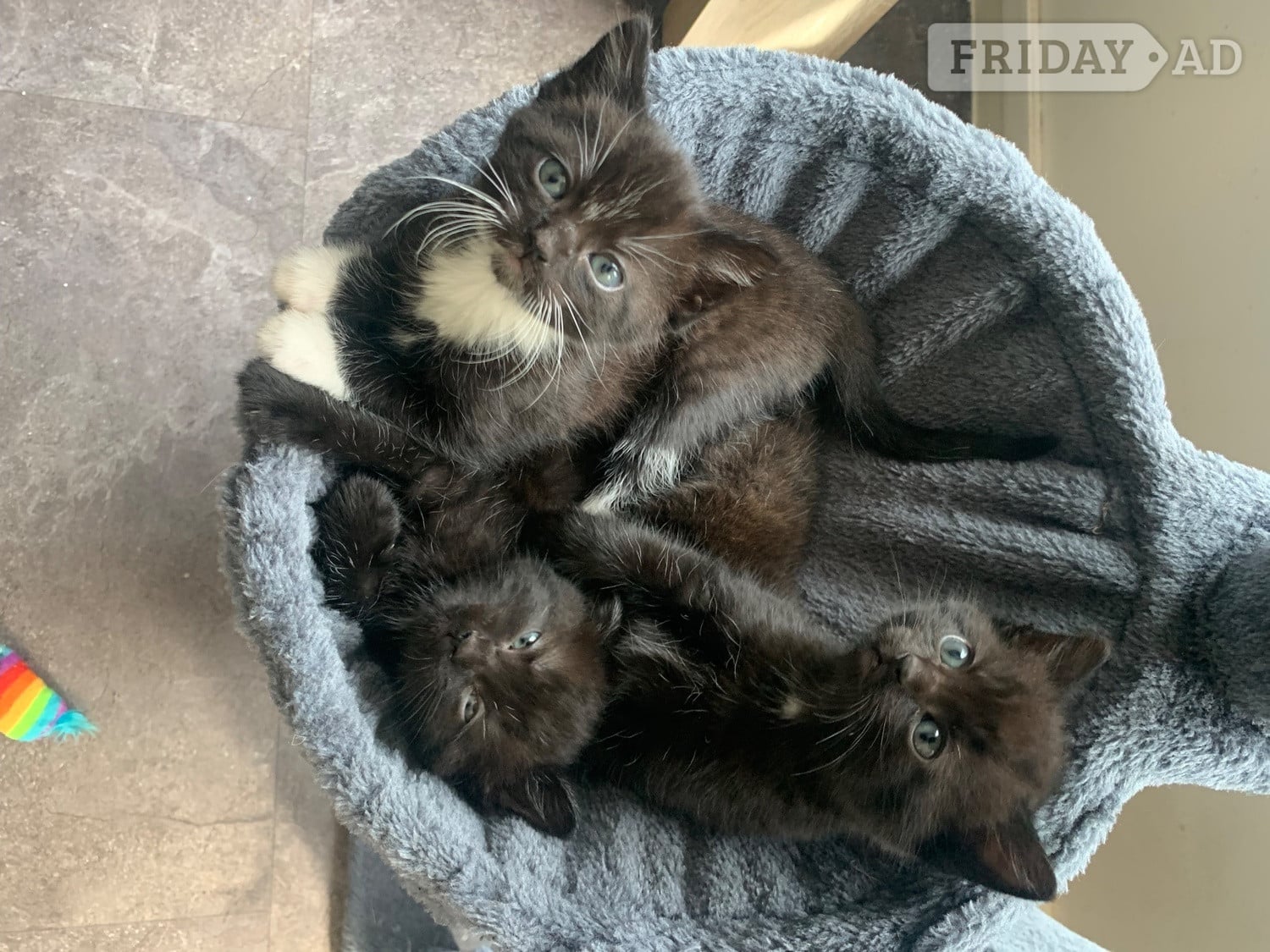 Black & white kittens looking for forever homes  in Cheddar