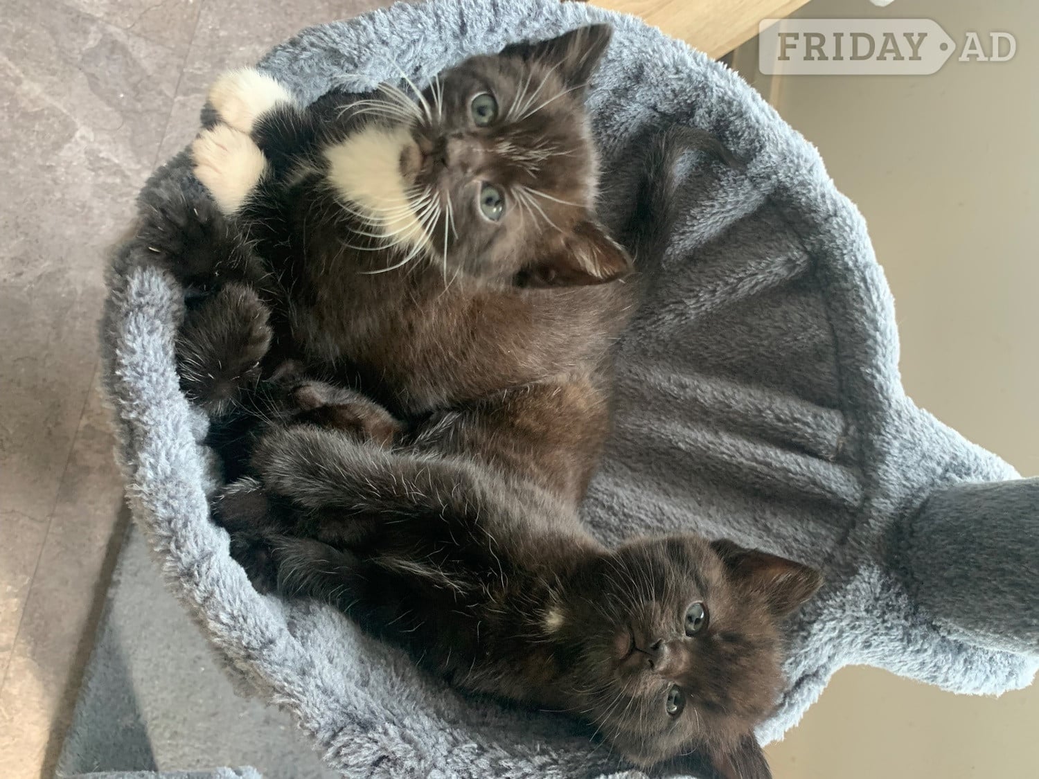 Black & white kittens looking for forever homes 