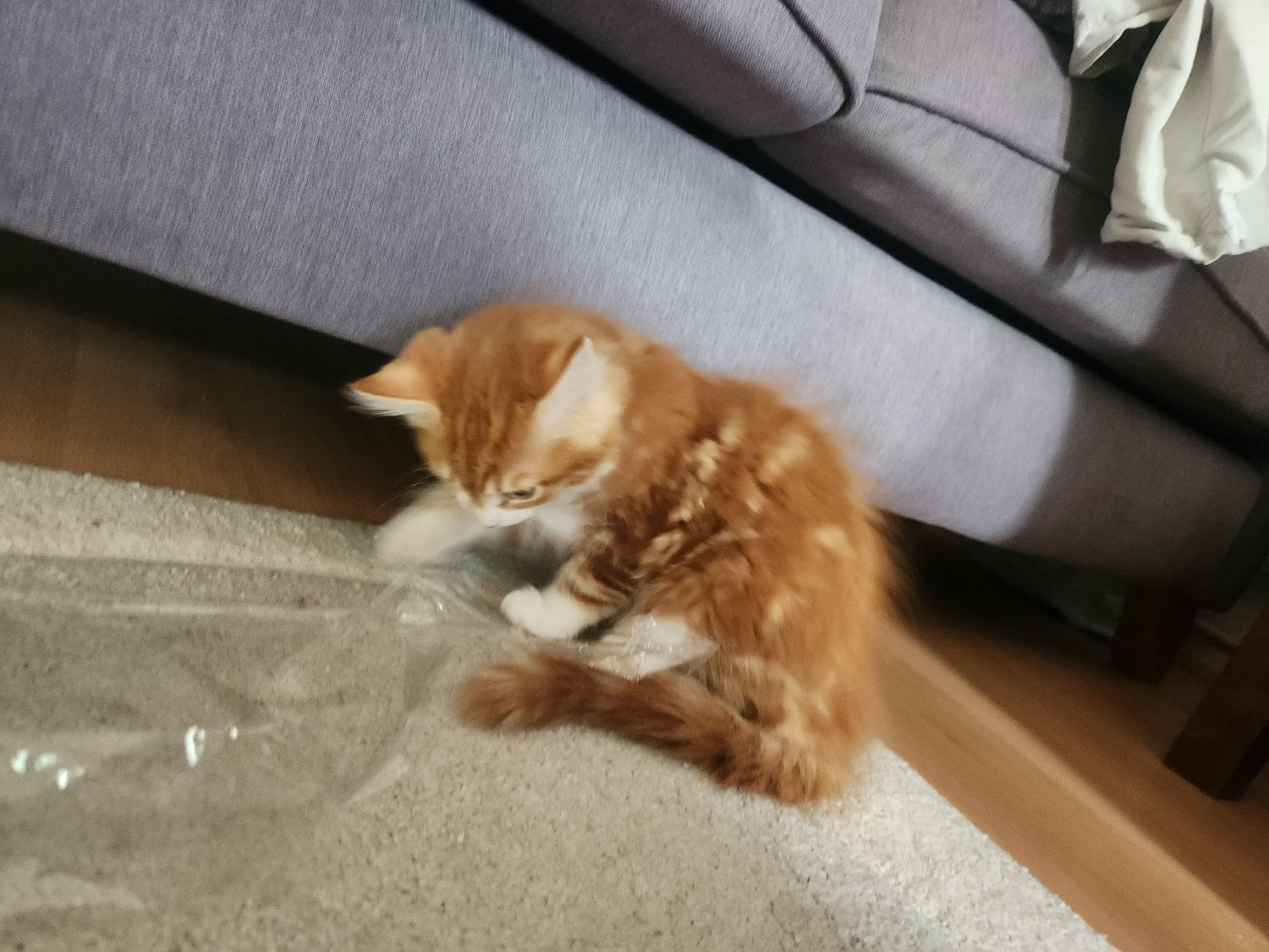 Hove Gorgeous and playful kittens looking for humans (£170 for both!)