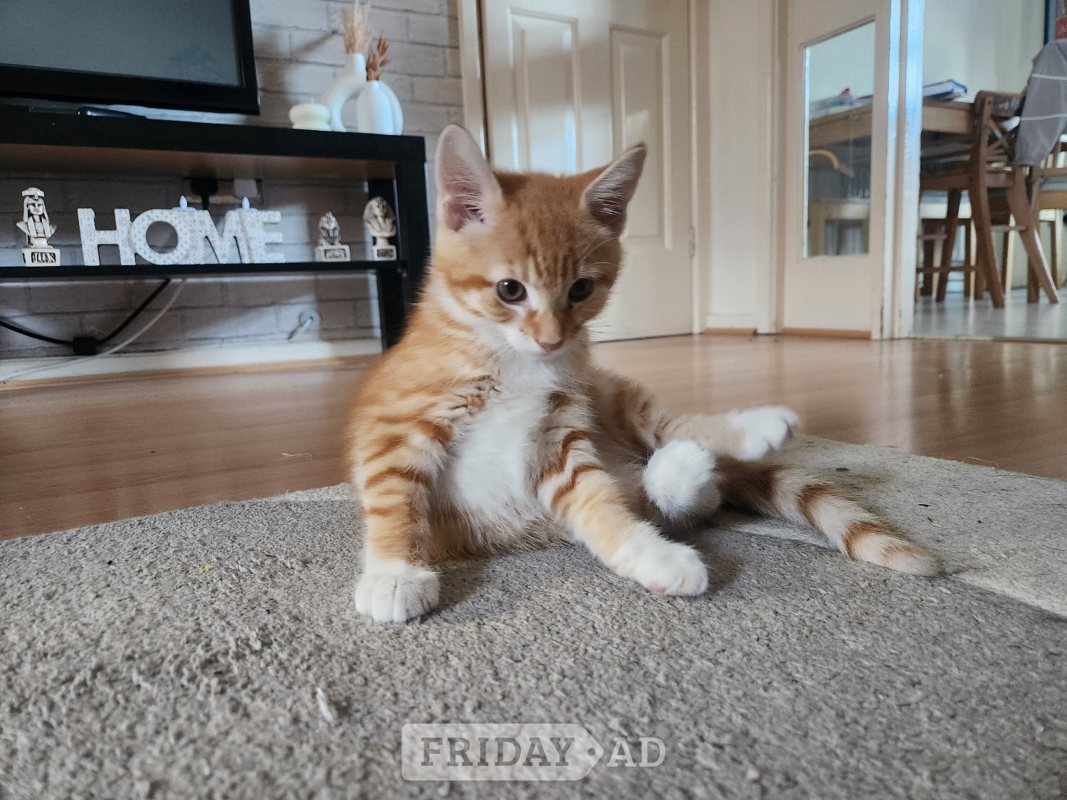 Gorgeous and playful kittens looking for humans (£170 for both!) - Cats & Kittens in Hove