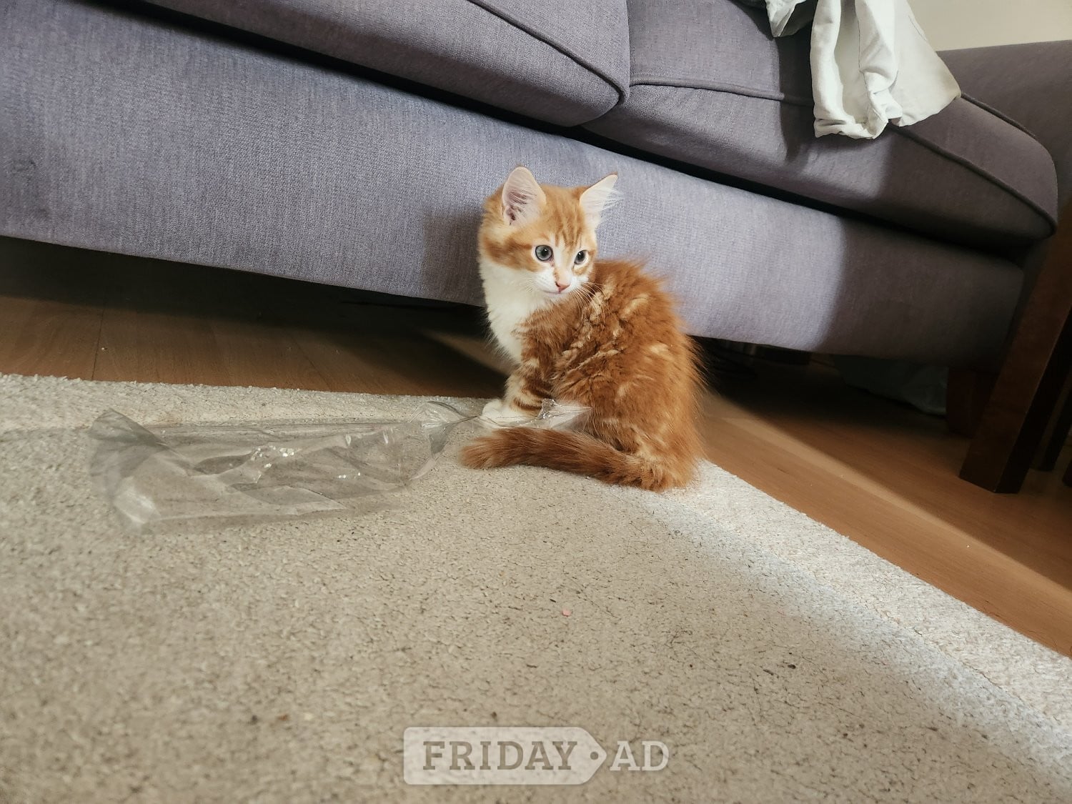 Gorgeous and playful kittens looking for humans (£170 for both!) - Cats & Kittens