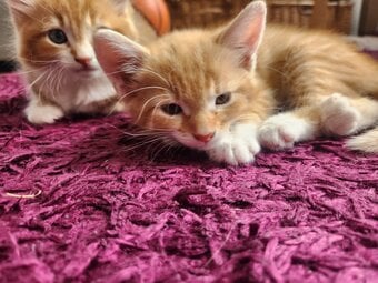 Two Gorgeous Ginger Main Coon Kittens ready for collection (£300 for both!)