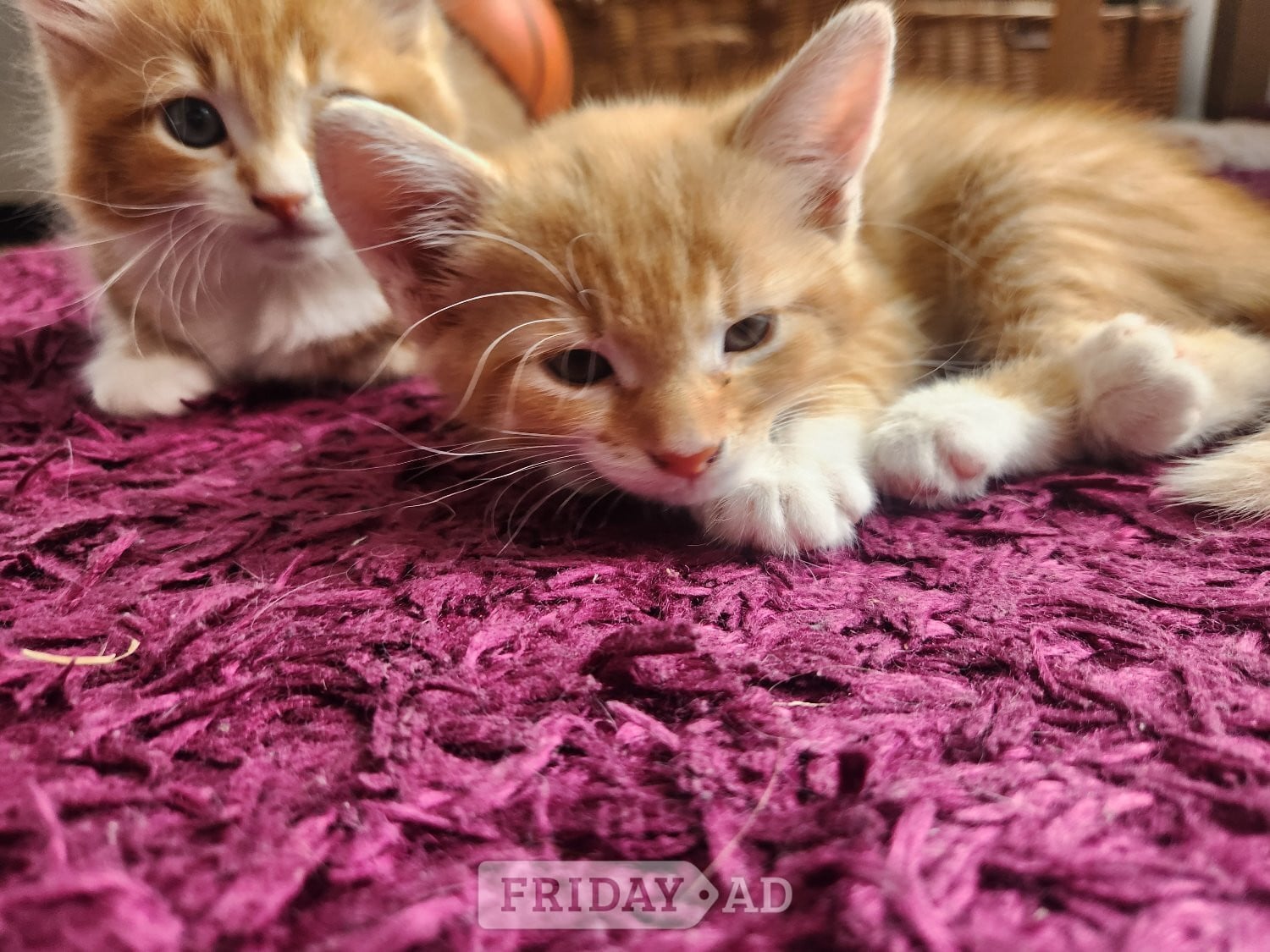 Two Gorgeous Ginger Main Coon Kittens ready for collection (£300 for both!) in Hove