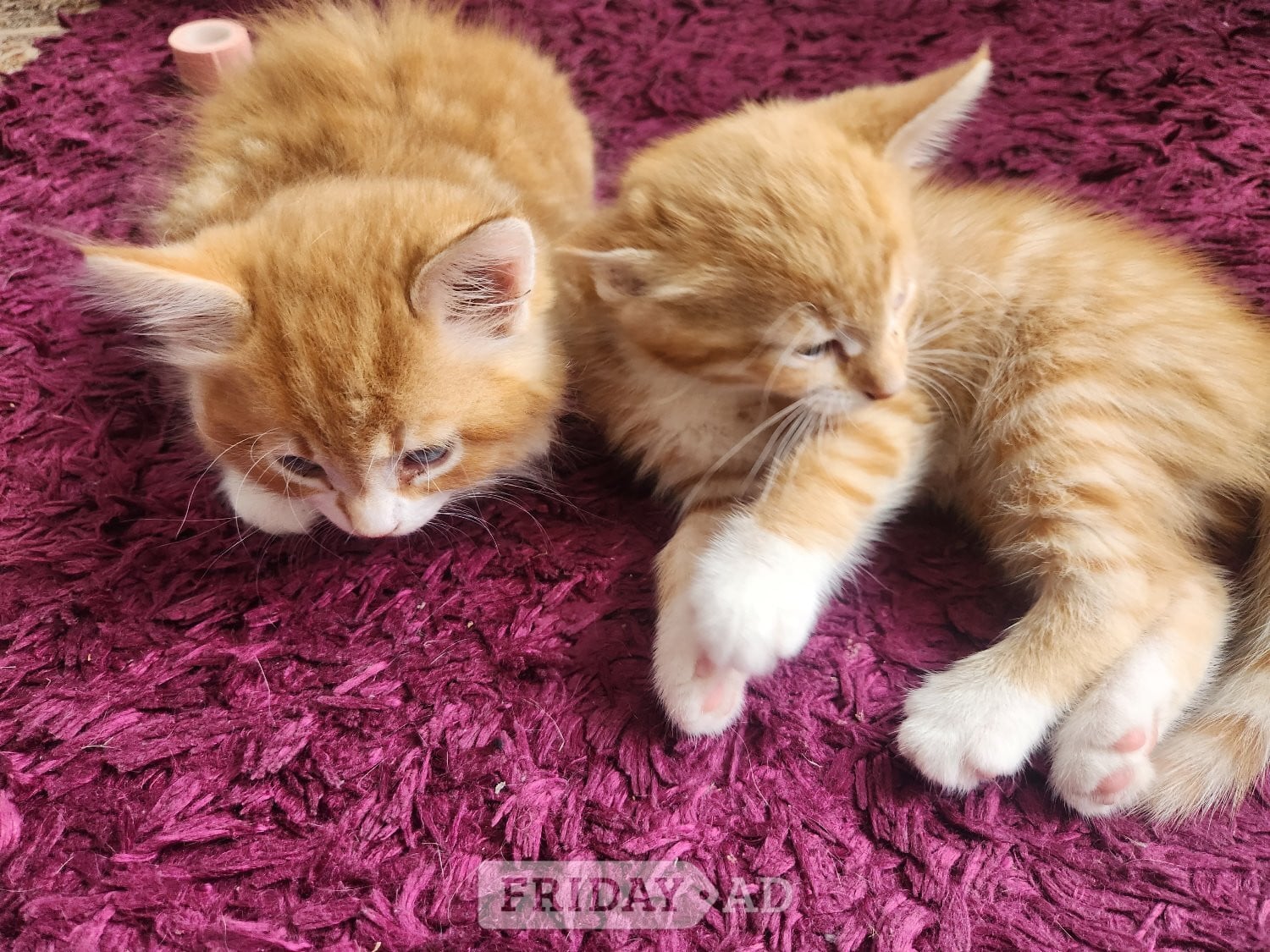 Two Gorgeous Ginger Main Coon Kittens ready for collection (£300 for both!)