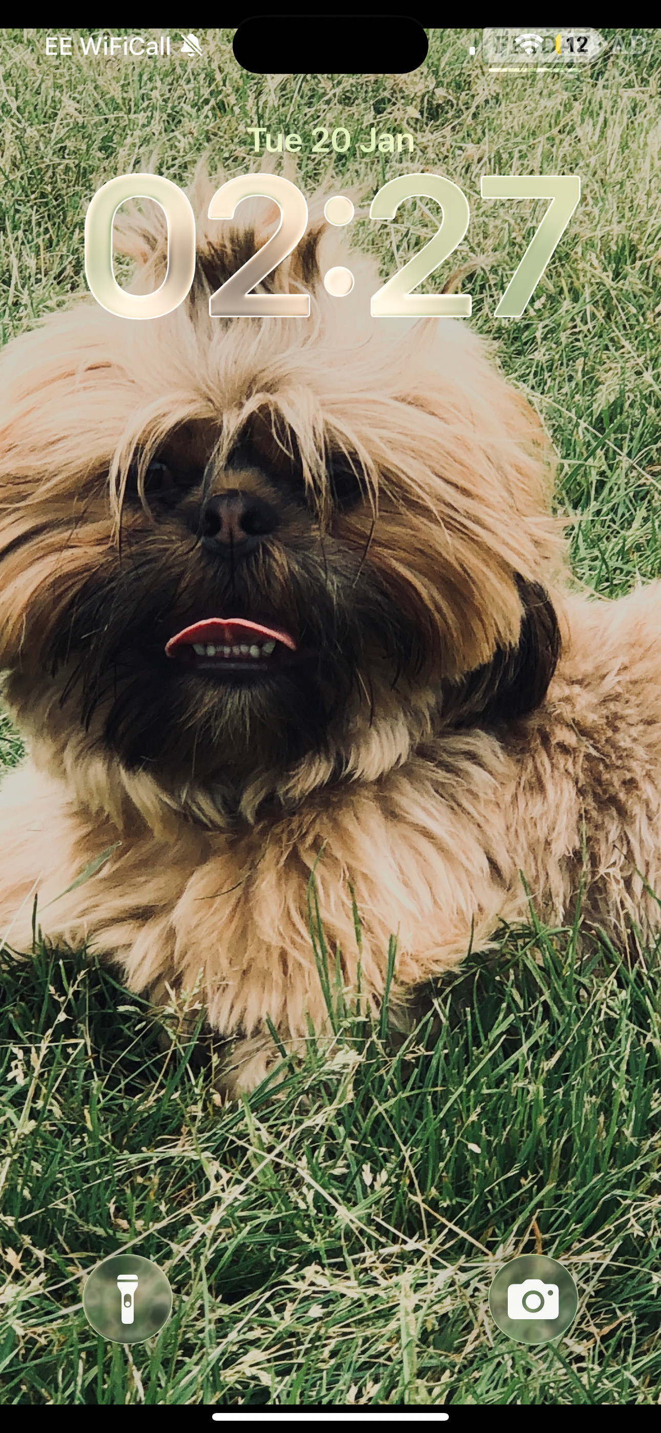 SHIH TZU stud (proven ) not for sale