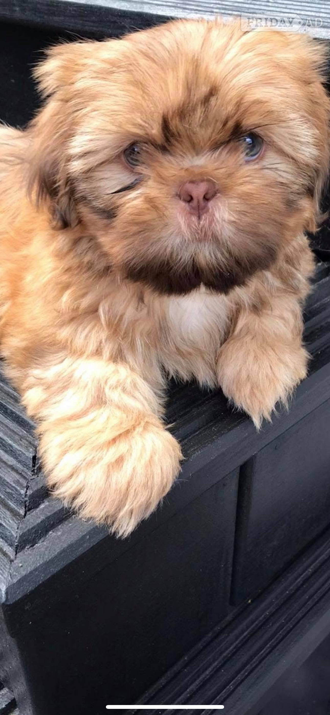 Glasgow SHIH TZU stud (proven ) not for sale