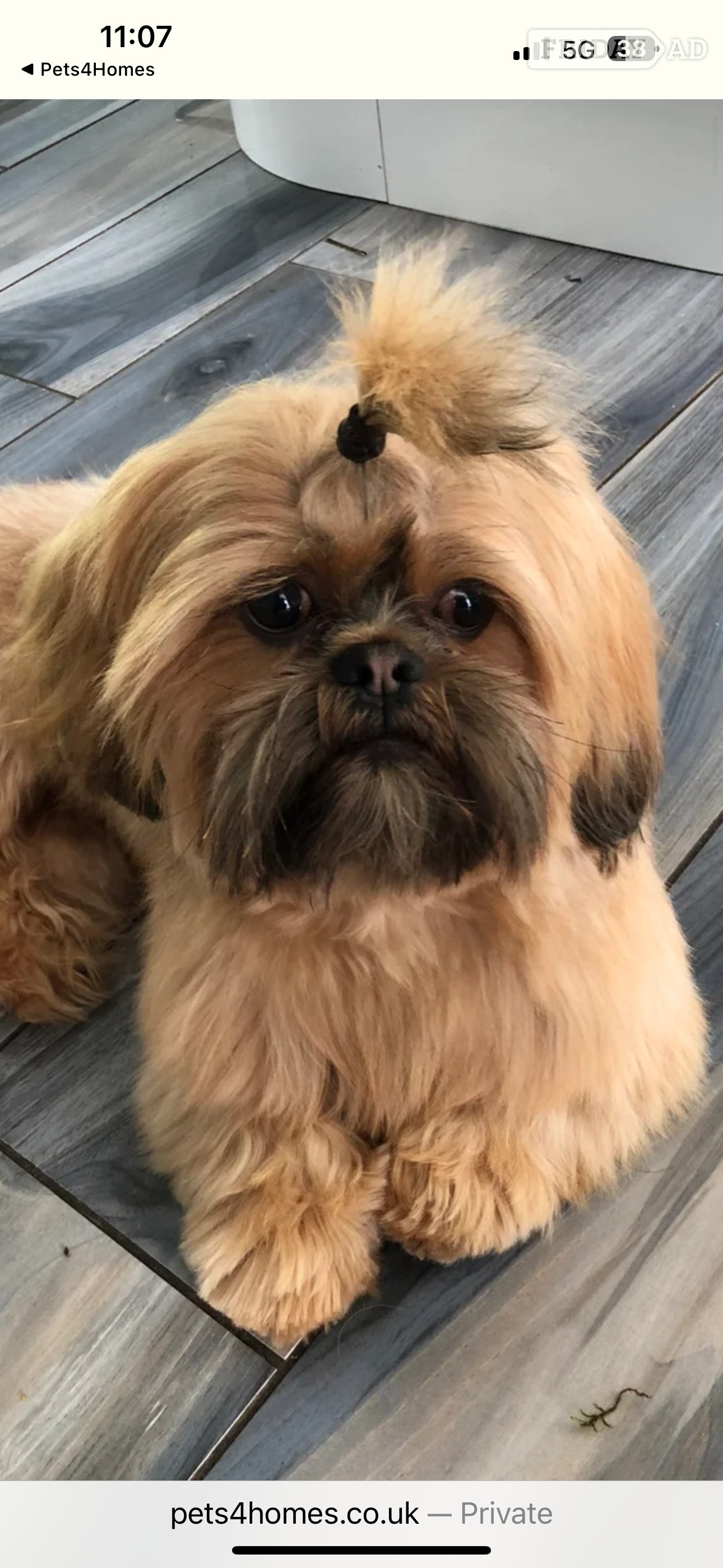 SHIH TZU stud (proven ) not for sale - Dogs & Puppies in Glasgow