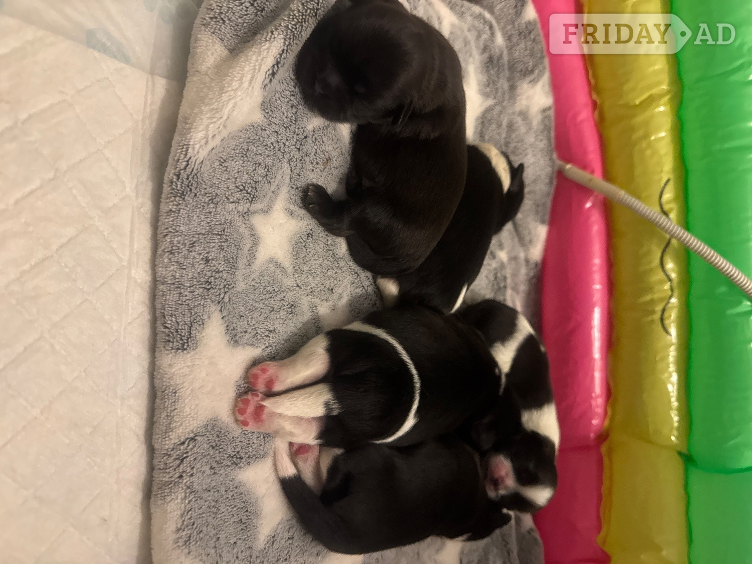 SHIH TZU stud (proven ) not for sale - Dogs & Puppies
