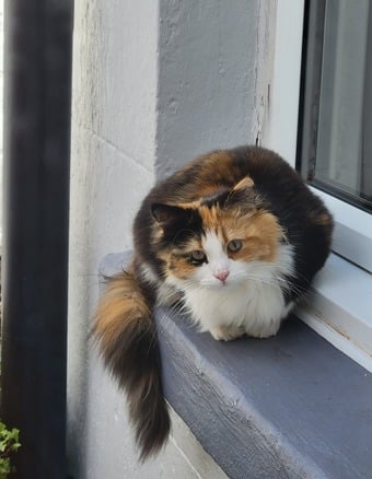 Beautiful female cat