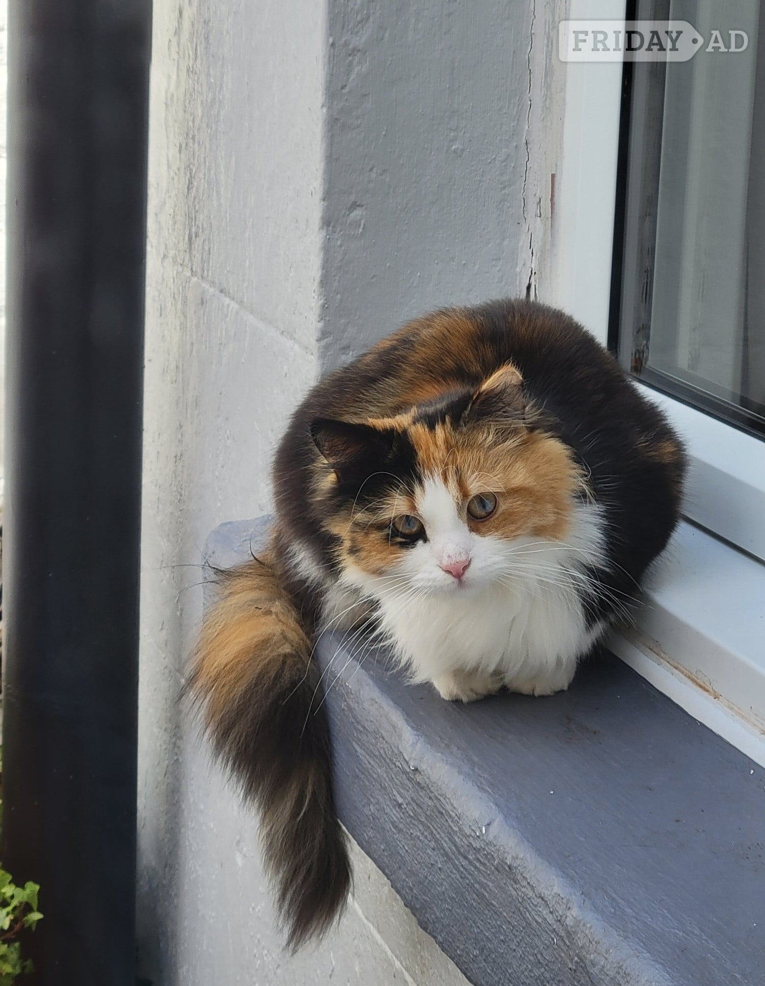 Beautiful female cat in Bexhill-On-Sea