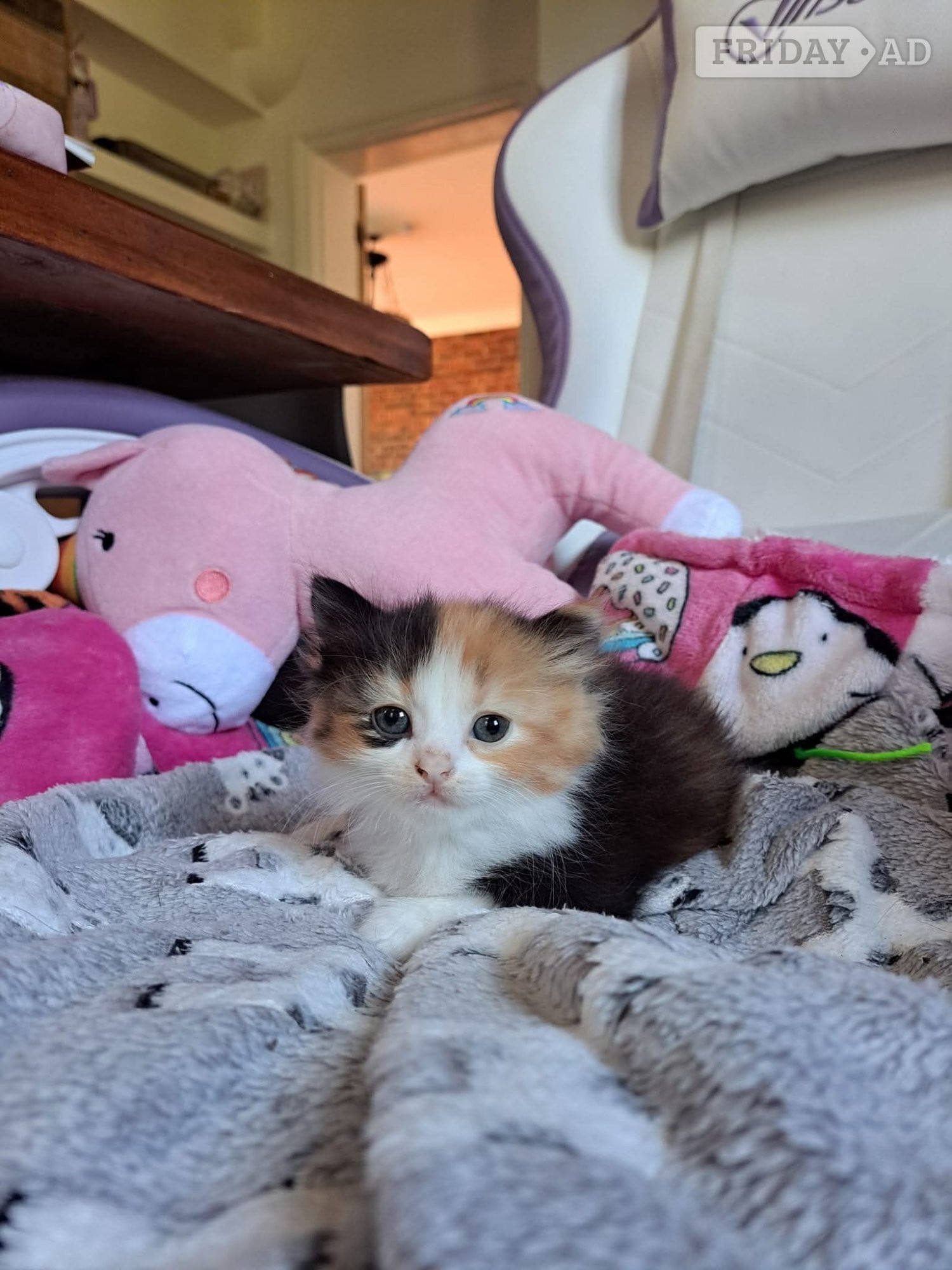 Beautiful female cat