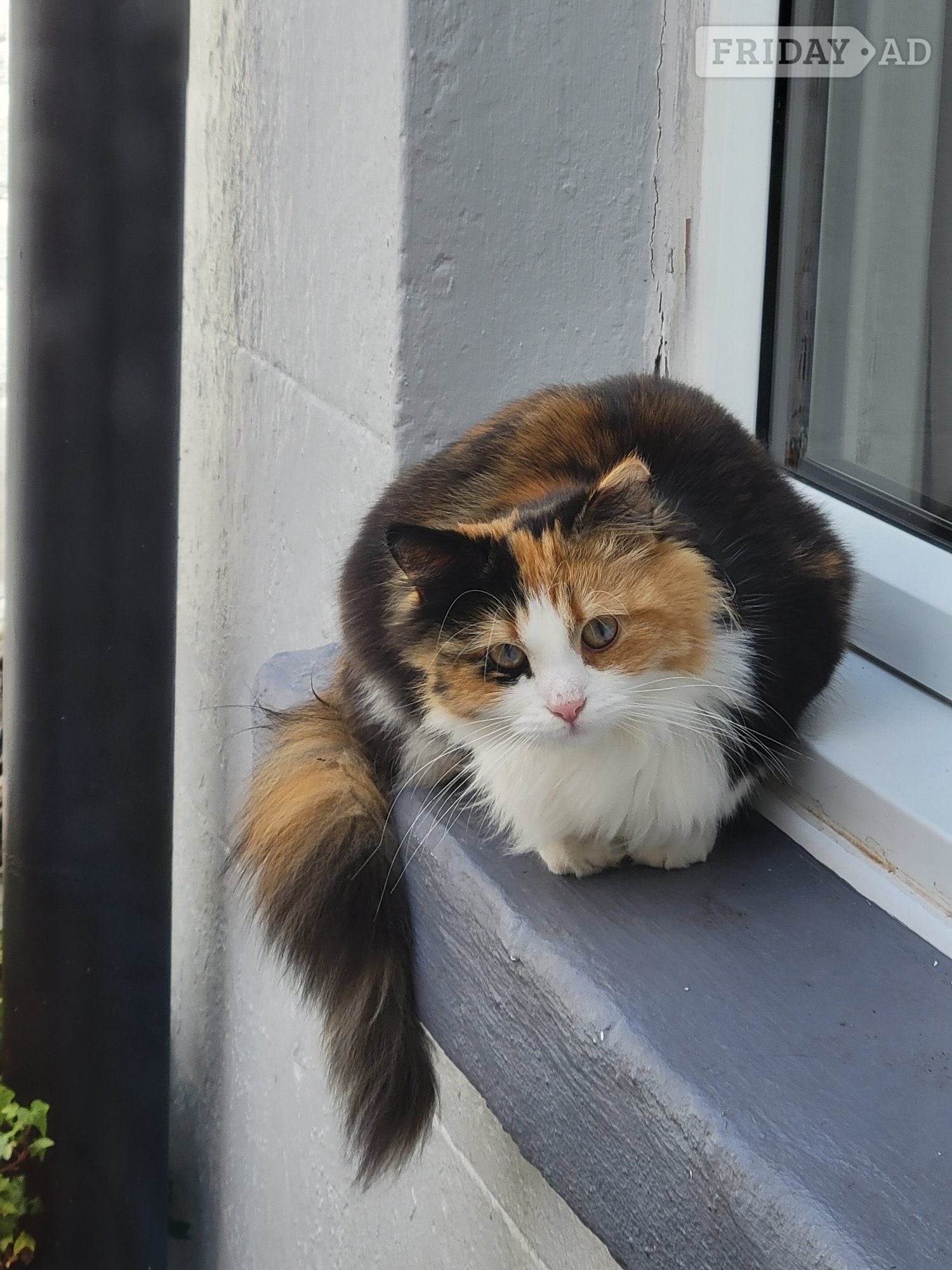 Bexhill-On-Sea Beautiful female cat
