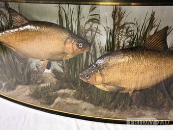 wanted CASED FISH stuffed fish by J.COOPER & SONS best prices paid john cooper antique taxidermy