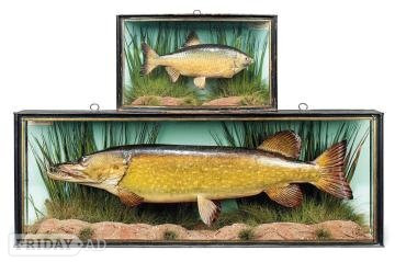 ## J. COOPER cased fish WANTED STUFFED FISH antique fish ## highest prices paid in Reading