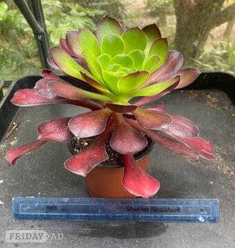 Succulents Aeonium Pomegranate 