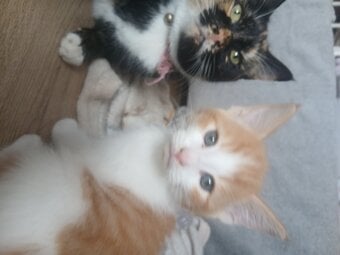 5 kittens mixed colours ready to go