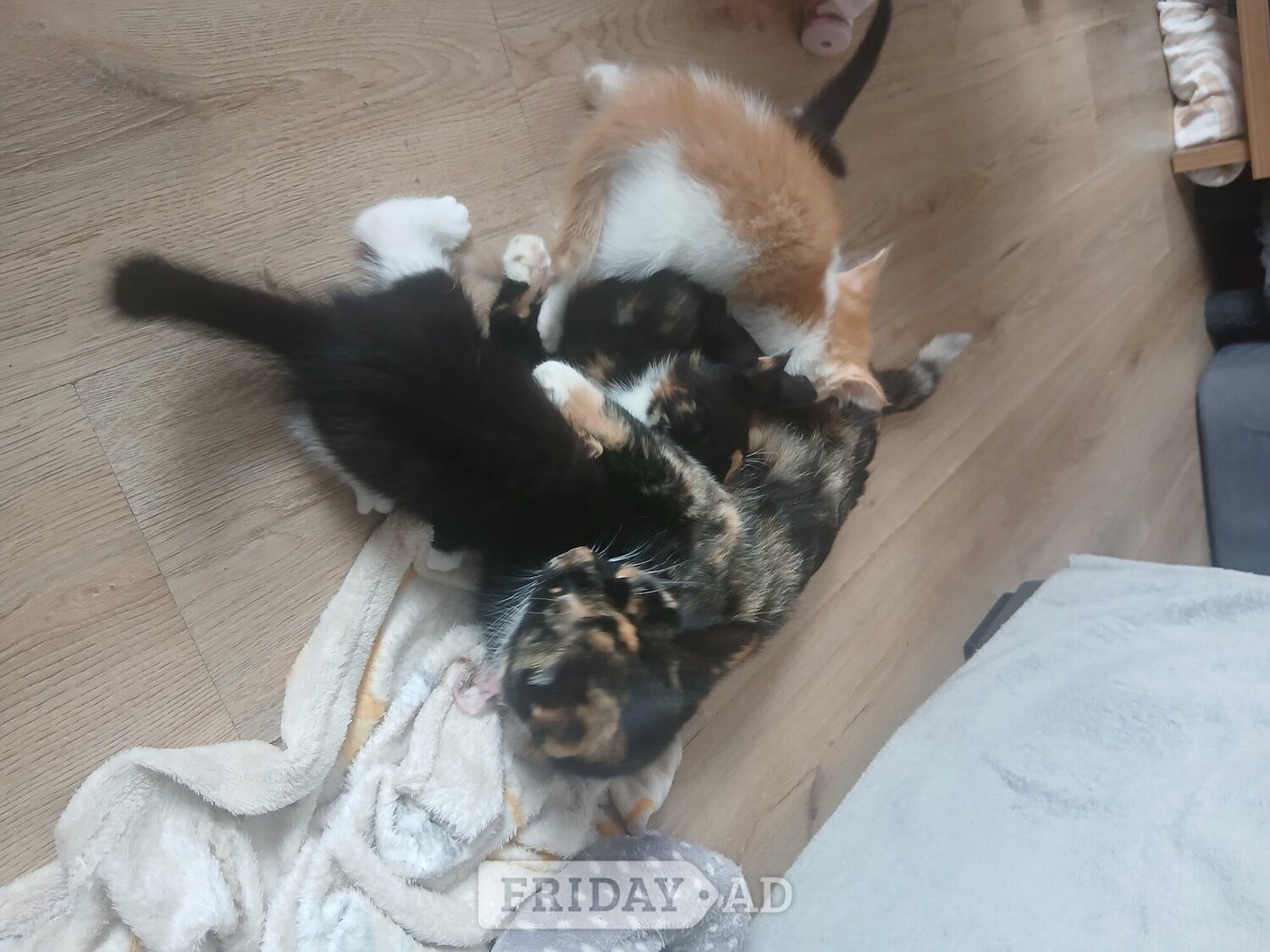 5 kittens mixed colours ready to go