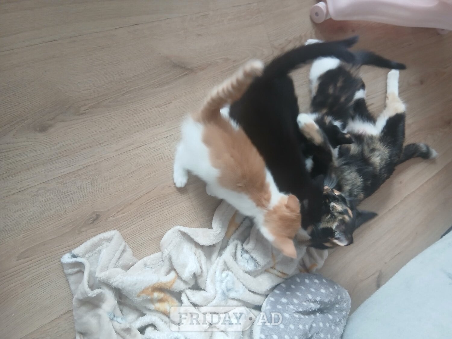 Lewes 5 kittens mixed colours ready to go