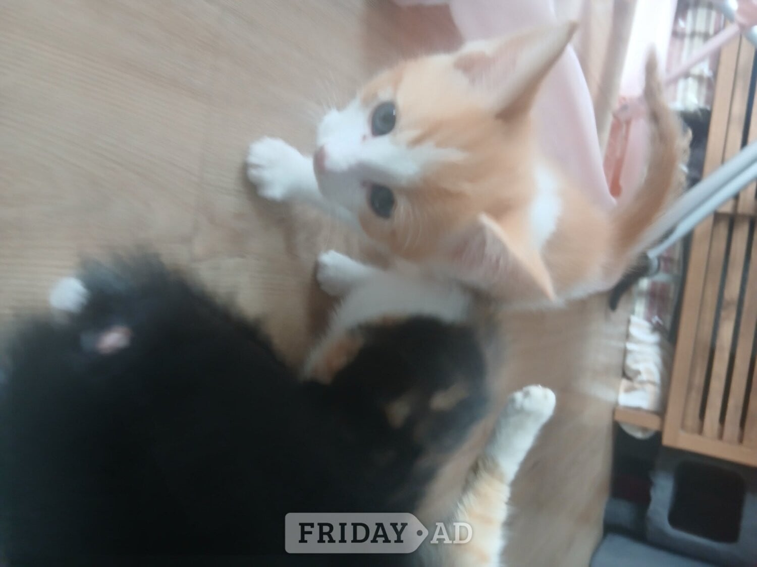 5 kittens mixed colours ready to go - Cats & Kittens in Lewes