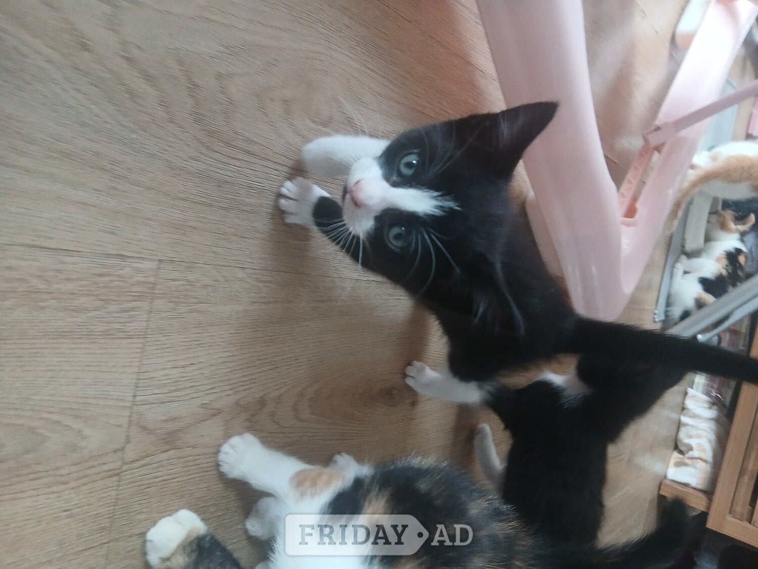 5 kittens mixed colours ready to go - Cats & Kittens