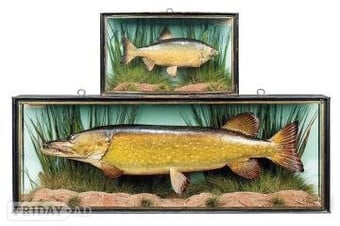 ## J. COOPER cased fish WANTED STUFFED FISH antique fish ## highest prices paid