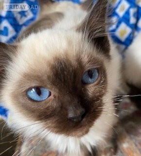 Birman Seal Point and Blue Point kittens for sale