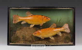 CASED FISH WANTED antique TAXIDERMY COOPER HOMER GRIGGS BEST PRICES PAID 