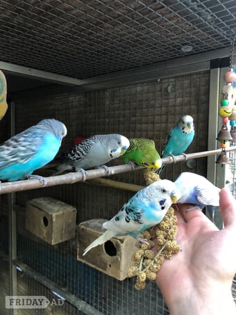 Hand Tamed Budgies For Sale In 4 Colours Going Quick!